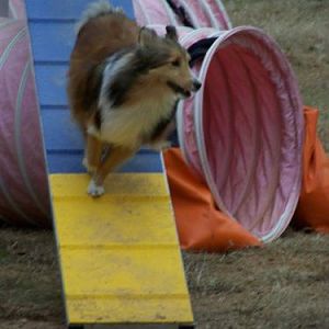 Bentley gets his toe in to get his Advanced Agility Dog title (AAD--meaning he moves up to Masters in all events!)