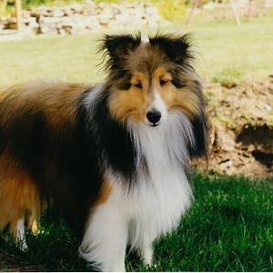Timber about 1.5 years old (poor pup really needed an ear trim!)