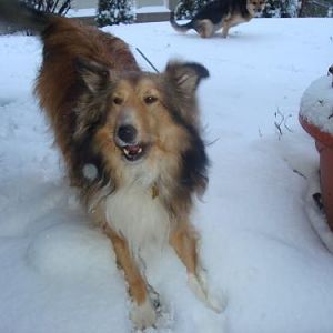 must bark and get Mom to kick the snow