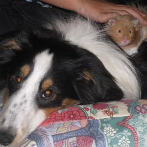 Maverick and Hammy hanging out!