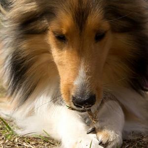 Lexi eating grass