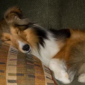 Lexi sleeping with her eyes shut tight