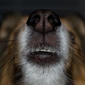 Bentley's cute little teeth