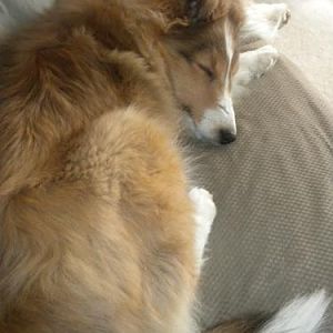Lucy asleep on the couch