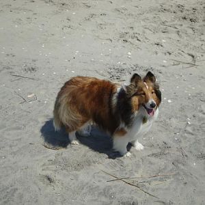 Chloe enjoying her day at the beach.