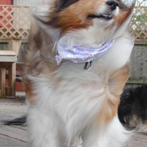 blowing in the wind