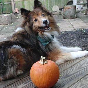 LouiePumpkin