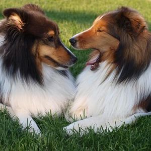 Bacca:  See?  Smell my breath!  It doesn't stink at all!