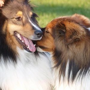 Bacca:  Let me smell you some more to see if you stink elswhere....ok?