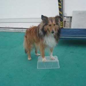 At handling seminar in March... Toffee is handler challenged, but patiently training :D