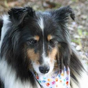 Gracie