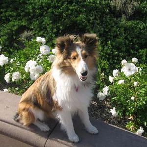 Pyper 7 months