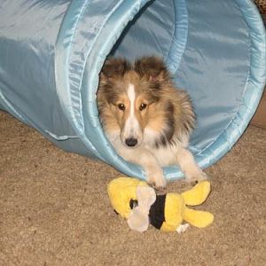 Pyper in the tunnel