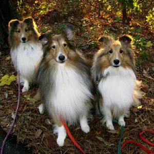 3shelties