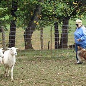 herding