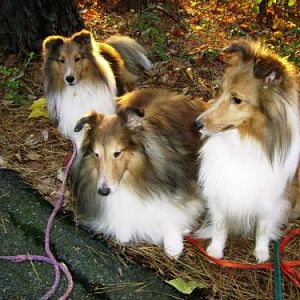 three shelties gold1