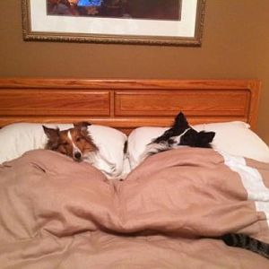 This cute pic made it to the Sheltie Nation page! All tucked in and ready for bed. :)