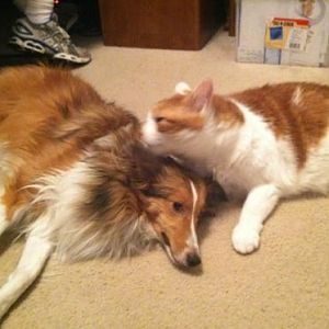 Kitty grooming Miss Bella :)
