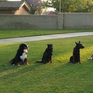 Lexi and Pyper practicing groups with our neighborhood friends...2 black shepherds, 2 Bermese Mt. dogs and 2 shelties.  Pyper only 4 months old has th