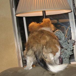 Pyper trying to get the puppy in the window...