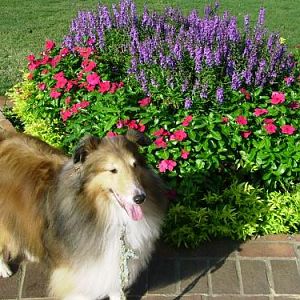 flowersbest