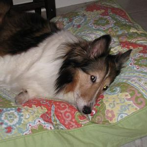 Resting on her new bed