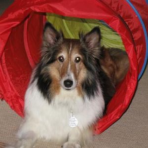 Taking a rest after showing off her tunnel skills
