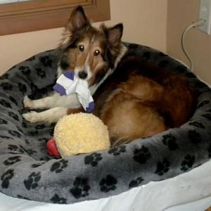 Sock Thief caught red handed!