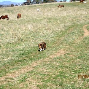 The horses are all quite fascinated with Tully - "its a bunny and yet its not".  Tully isn't too keen on the horses though.  Esp as they ruin her roo