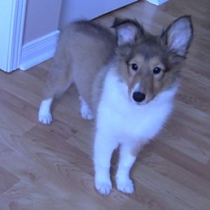 11 weeks