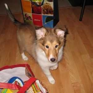 11 weeks
