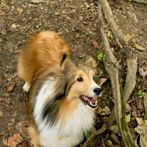 Bentley smile