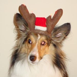 Bentley says he's not a reindeer, but he sure looks like one in this photo. I colored his nose red and No. Va. Sheltie Rescue chose his pic as their 2