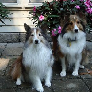Sassafras and Bentley sitting pretty in front of spring flowers. Little did we know we only had about 4 months left before Sassy would cross the Rainb