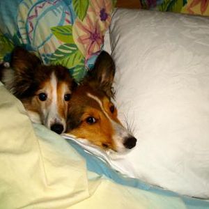 Sassafras and Bentley - Just five more minutes Mom!