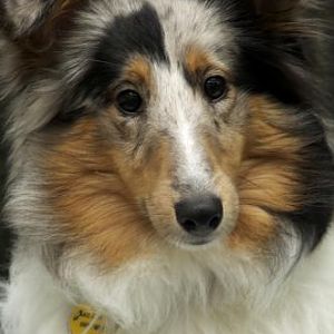 Zoey shows off her beautiful markings in this close up pic.
