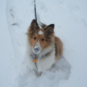 On his second day with us it was 20 below but he didn't even notice. Shadow loved the snow!