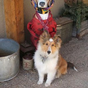 Here's Shadow in his first week with us, standing by his pal Bowser. Bowser was my husband's dog. My husband now has a new favorite dog. Guess who?