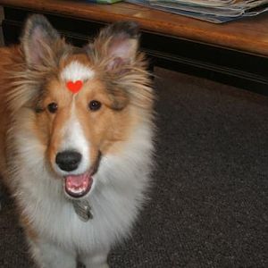 Our local antique store was sticking hearts on everyone who came through the door on Valentine's Day. It's a dog-friendly shop, so Shadow got one too!