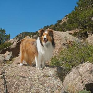 July 2011: A hike along the Arkansas River was a blast! Some say he looks like the Lion King.  :-)