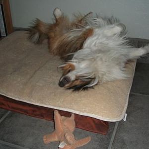 Bath day always has him sleeping upside-down. Who knows why?