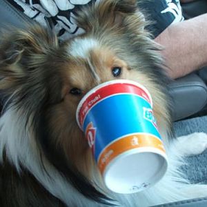 Dairy Queen's "mini-blizzard" fits perfectly on a Sheltie snout! (He didn't get his own; just the remnants of ours.) He has since learned how to twirl