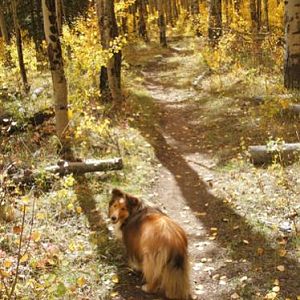 Along the Colorado Trail. At some points the leaves were so golden on the ground he was camouflaged!