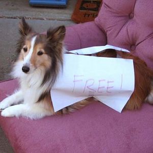 Here's our little gal Sassafras helping out at one of our yard sales five years ago. My husband thought it would be funny to put a "FREE" sign on her.