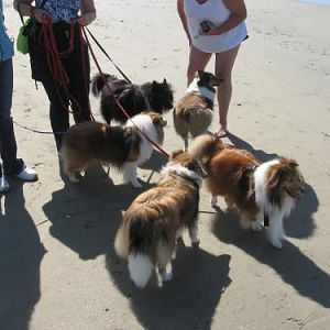 Five of the six...Lexi stayed too close to me to get in the picture...