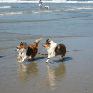 Ember and Rookie...