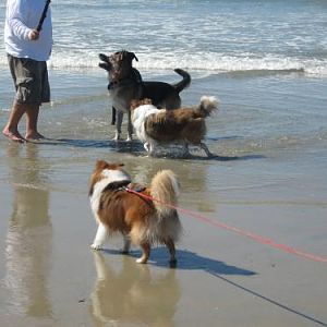 Ember and Rookie running with the stick dogs...