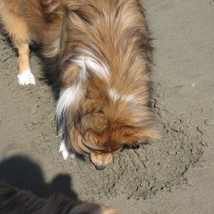 Lexi diggng a hole in the sand...