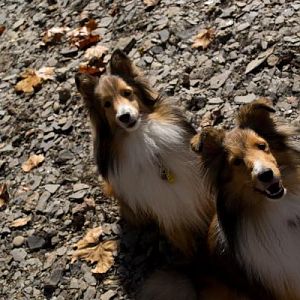 Shelties Sit