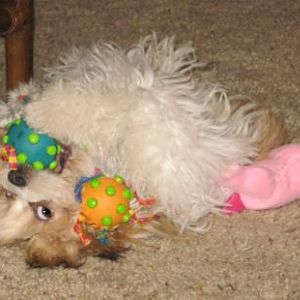 toys!